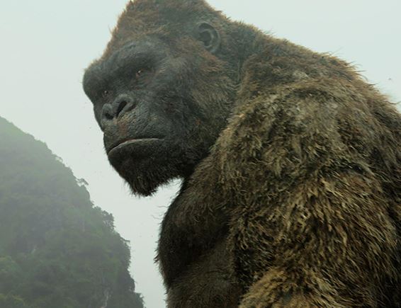 Kong and Big Monsters: Why Don't We Have Them Here?