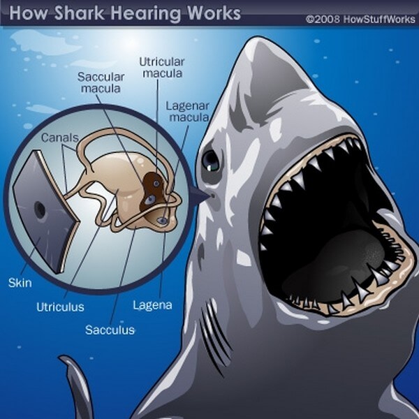 shark ear, King Shark
