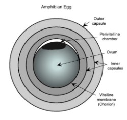 an amphibian egg