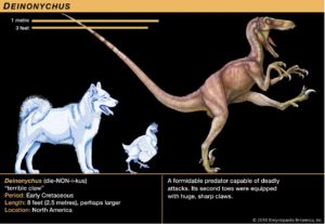 a real size comparison of Deinonychus