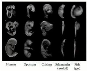 different embryos that show similarities at various stages in development