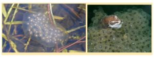 spotted salamander eggs and wood frog eggs