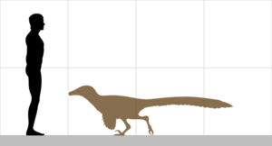 size of a velociraptor