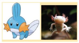 a Mudkip Pokémon and an axolotl