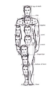head-to-body ratio for the human figure